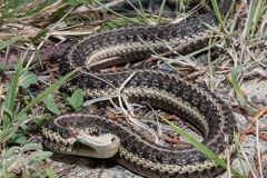 Common Garter Snake 018