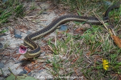 Common Garter Snake 020