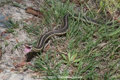 Common Garter Snake 021