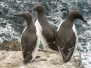 Common Guillemot