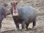 Common Hippopotamus