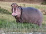 Hippopotamuses