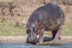 Common Hippopotamus 033