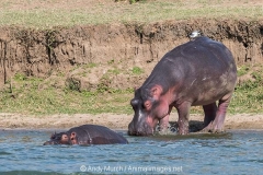 Common Hippopotamus 034