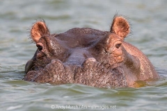 Common Hippopotamus 037