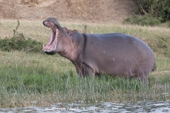 Common Hippopotamus 045