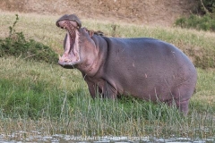 Common Hippopotamus 046