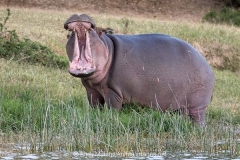 Common Hippopotamus 047