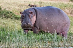 Common Hippopotamus 048