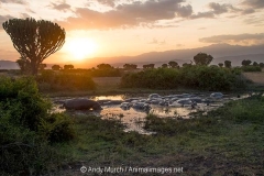 Common Hippopotamus 053