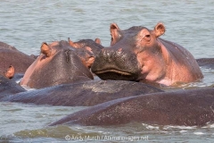 Common Hippopotamus 054