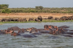 Common Hippopotamus 056