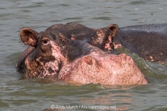 Common Hippopotamus 058