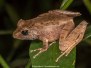 Common Madagascar Frog