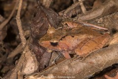 Common Madagascar Frog 003