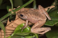 Common Madagascar Frog 006