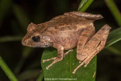 Common Madagascar Frog 010