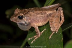 Common Madagascar Frog 012