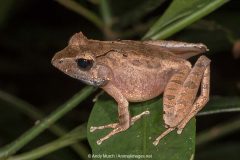 Common Madagascar Frog 013