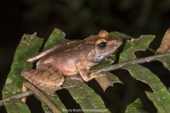 Common Madagascar Frog 014