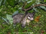 Opossums