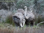 Emus, Ostriches and Rheas