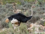 Common Ostrich
