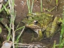 Common River Frog