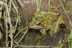 Common River Frog 001