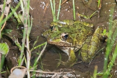 Common River Frog 002