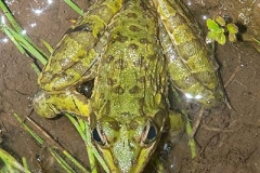 Common River Frog 003