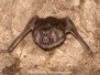 Common Vampire Bat