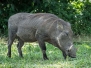 Common Warthog