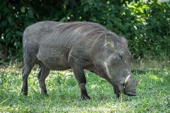Common Warthog 007