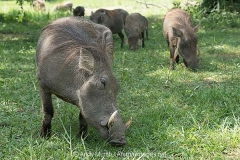 Common Warthog 013