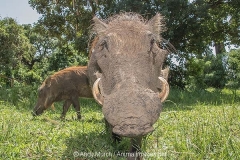 Common Warthog 023
