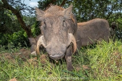 Common Warthog 025