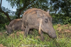 Common Warthog 026