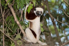 Coquerel's Sifaka