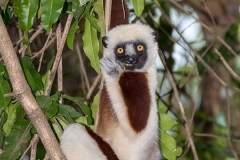 Coquerel's Sifaka 001