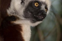 Coquerel's Sifaka 002