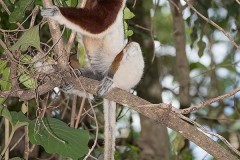 Coquerel's Sifaka 006
