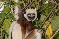 Coquerel's Sifaka 011