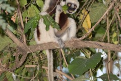 Coquerel's Sifaka 012