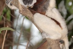 Coquerel's Sifaka 016