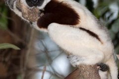 Coquerel's Sifaka 017