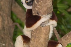 Coquerel's Sifaka 018