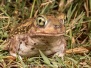 American Spadefoot Toads