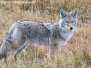 Coyote
