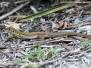 Cozumel Whiptail Lizard